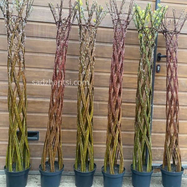 Верба плетена «Лучникова» висота 100-110 см