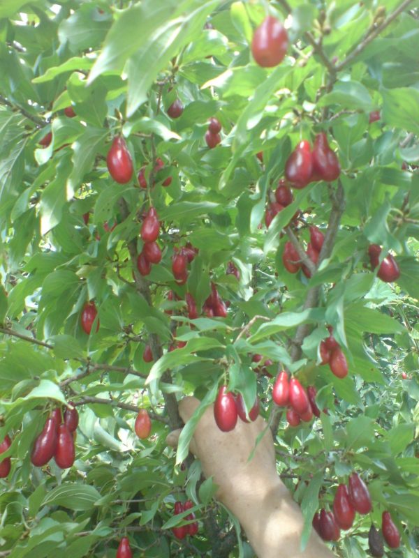 kizil_krypnoplodnui.jpg Кизил "Ексклюзив"