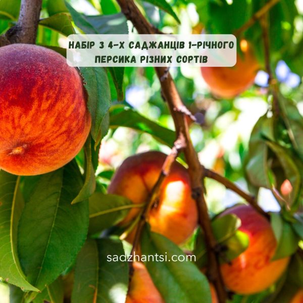Набір з 4-х саджанців 1-річного персика різних сортів