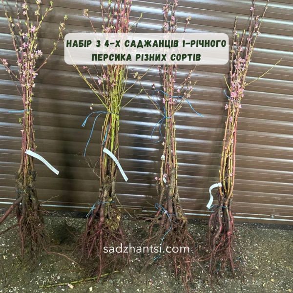 Набір з 4-х саджанців 1-річного персика різних сортів