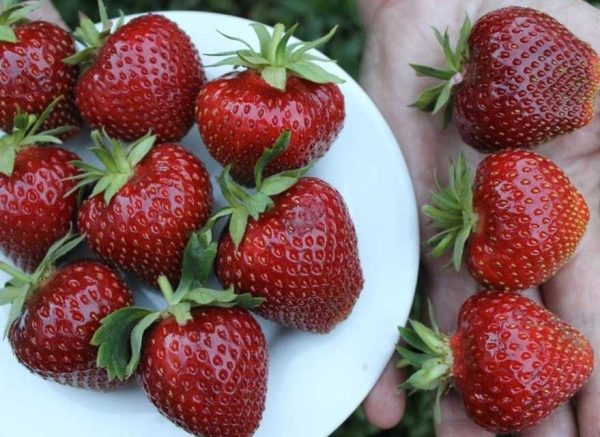 klubnika-malvina.jpg Полуниця "Мальвіна" (пізній сорт ) Продаємо від 10 шт одного сорту