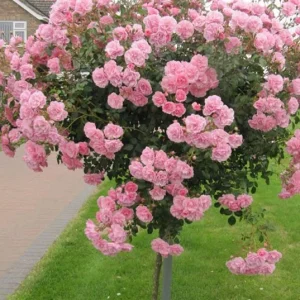 Троянда на штамбі Боніка