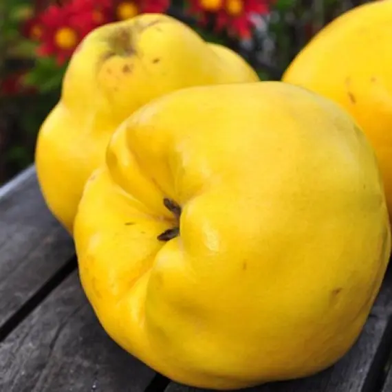 Айва "Кодрянка", саджанці дворічні