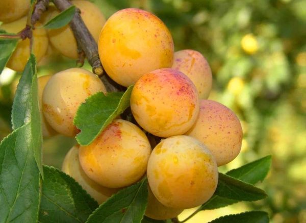 Cлива Мірабель колона