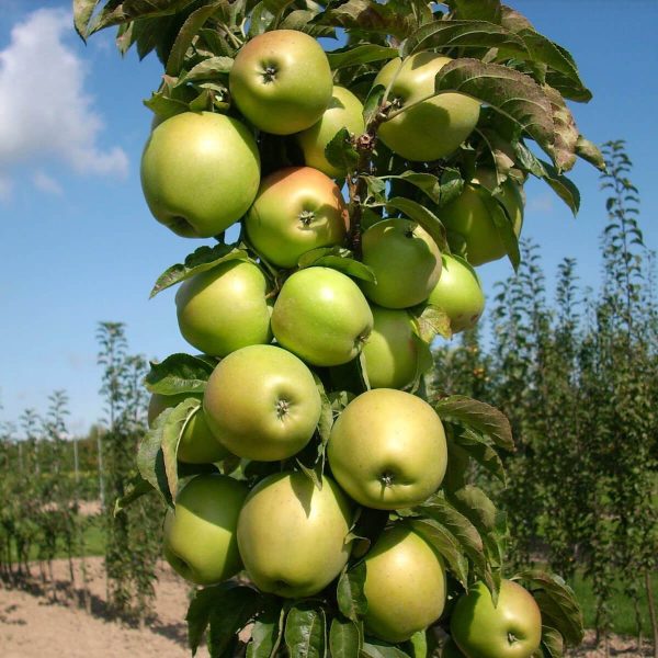 kolonovidnaja-jablonja-prezident-letnij-sort-1.jpg Колоновидна яблуня "Президент"