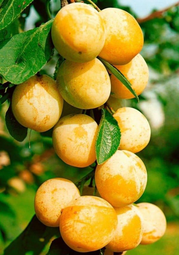 Cлива Мірабель колона