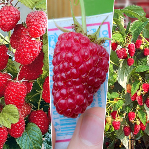 korolevskij-1-500x500-1.jpg Малинове дерево "Малинова насолода"