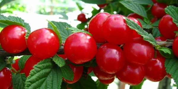 Войлошна вишня "Красуня"