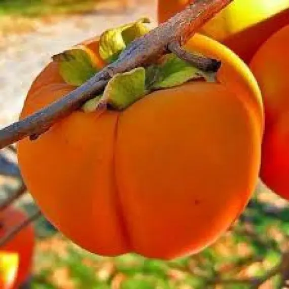 krupnoplodnaya-570x570-1.webp Хурма "Віргінська Великоплідна" Саджанці дворічні привиті