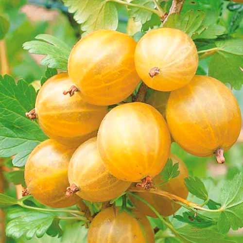 Аґрус -крижовнік "Золотистий"(без шипів)