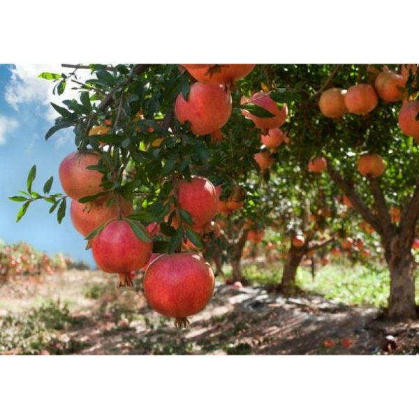 krыmskyj-polosatыj-800x800-1.jpg Гранат рубіново-червоний "Грінго"