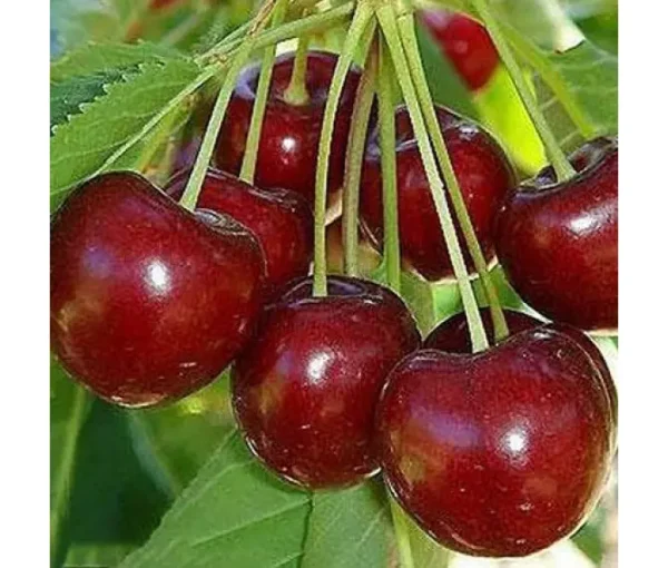 kseniya-670x570-1.webp Вишня плодова "Блаженство"