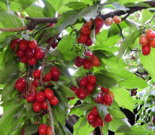 kz.jpg Кизил "Ексклюзив"