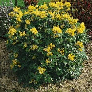 magonoa-1.jpg Магонія