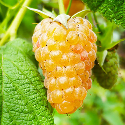 malina-remontantna-amira-zheltya-1.jpg Малина жовта "Аміра" (ремонтантна)