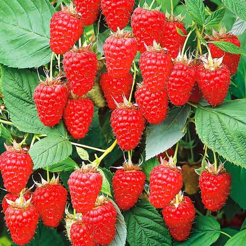 Малинове дерево "Арбат"(ремонтантний сорт)