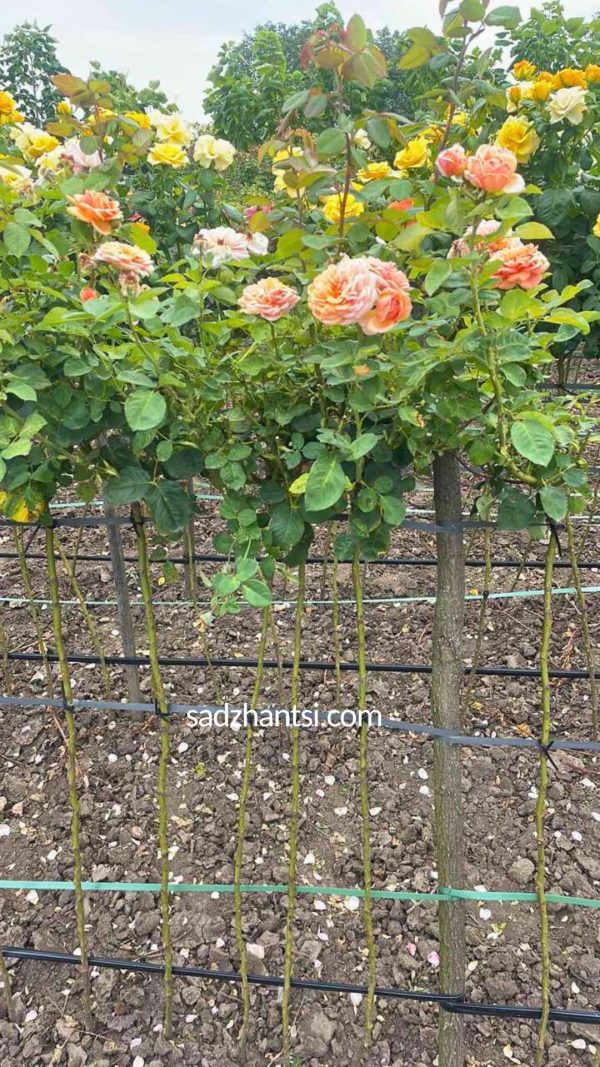 margaret-na-shtambi-1.jpg Троянда на штамбі Принцеса Маргарет