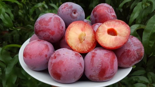 Алича "Десертна рання" (Ранній сорт)