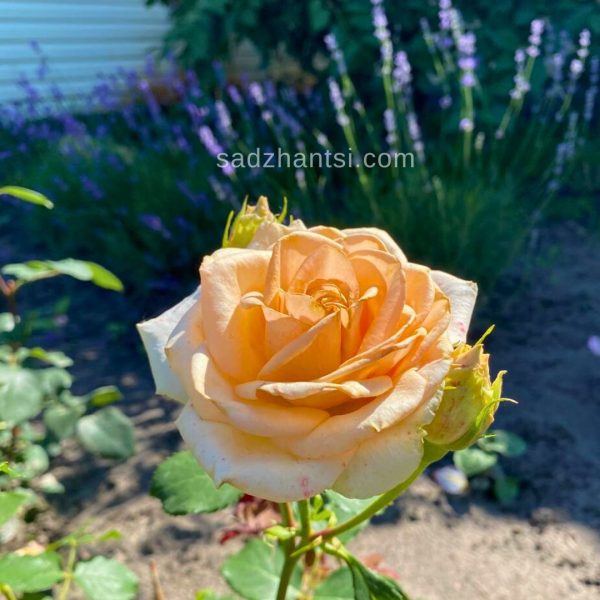 Версилія (VERSILLIA)