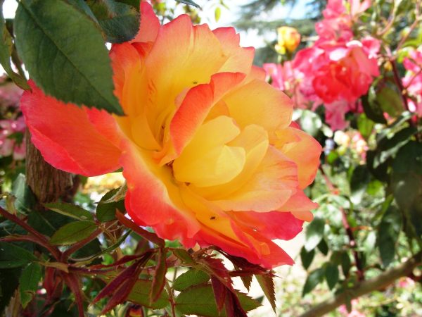 Троянда "Полька метелик" плетиста