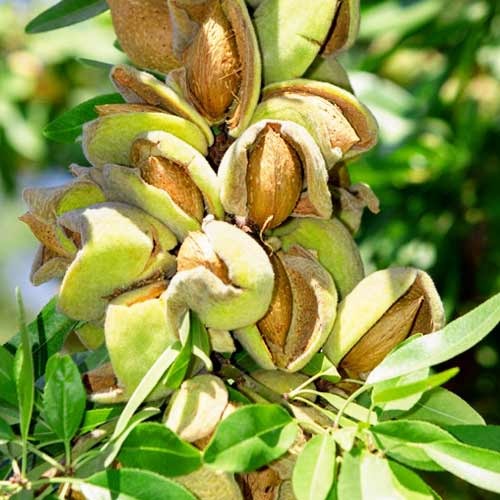 Мигдаль "Десертний" саджанці дворічні