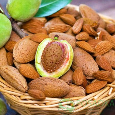 Мигдаль Вікторія