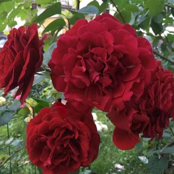 Троянда "Мушімара" Плетиста