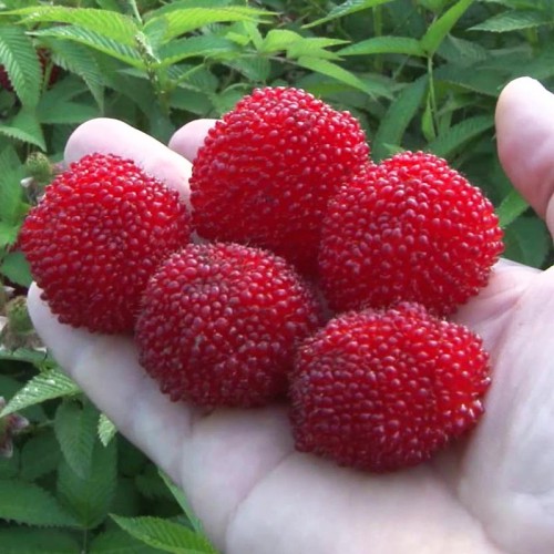 Малина "Мяо-Мяо" Тибетська малина