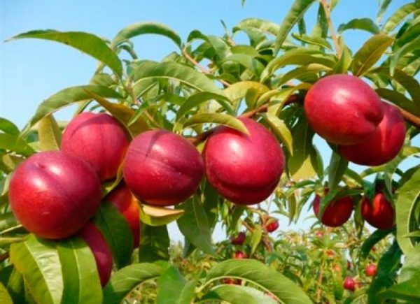 Нектарин "Рубіновий" саджанці дворічні, середній термін дозрівання