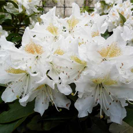 Азалія Японська "Nene"