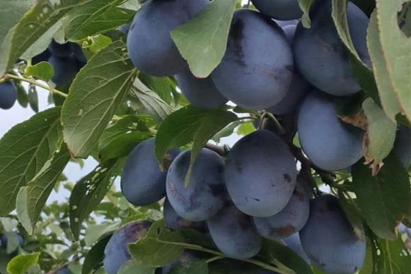 nenka.jpg Cлива Ненька