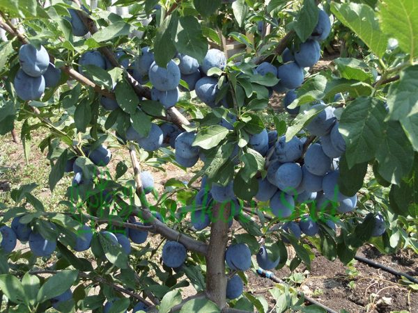 SAMSUNG CAMERA PICTURES Cлива Ненька