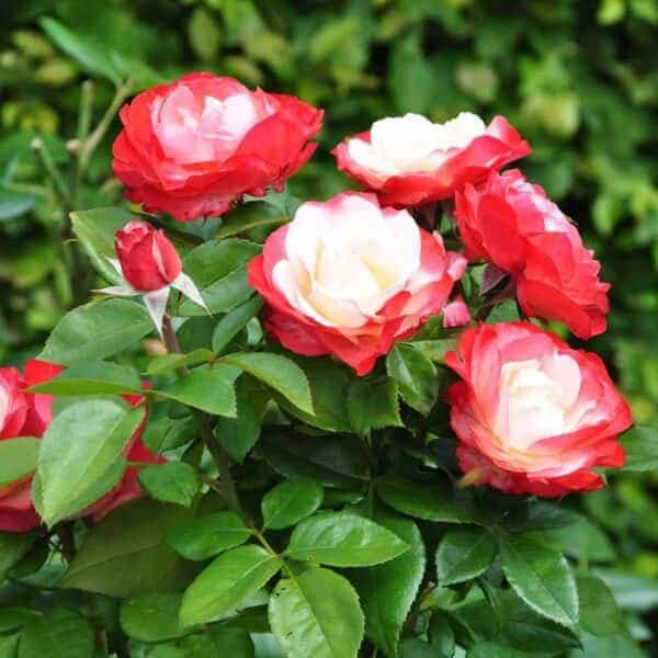 Троянда Настальжи (Nostalgie)