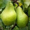 Груша "Ноябрська-Листопадова"Пізня Саджанці дворічні