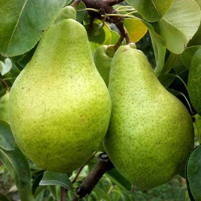 Груша "Ноябрська-Листопадова"Пізня Саджанці дворічні