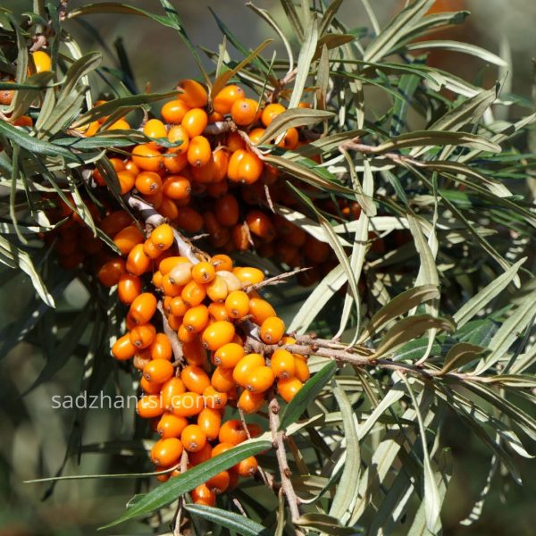 Обліпиха "Медова", дворічний саджанець
