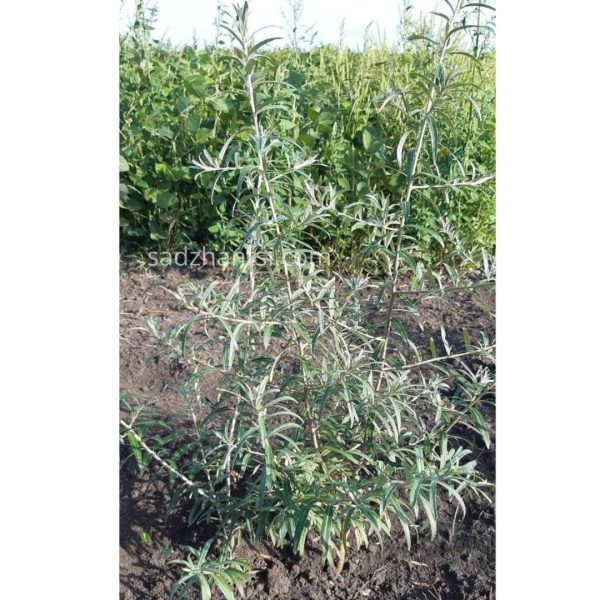 Обліпиха "Медова", дворічний саджанець