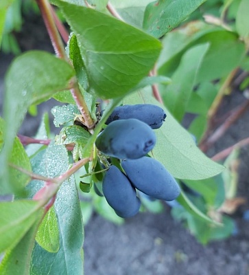 Жимолость "Омега"