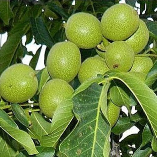 Горіх "Кочерженко", саджанці дворічні