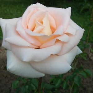 osiana-2.jpg Троянда Осіана (Osiana)