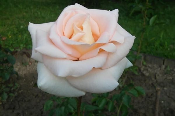 Троянда Осіана (Osiana)