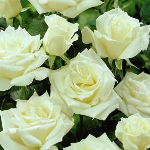 paskal-1-1.jpg Троянда Паскалі (Pascali)