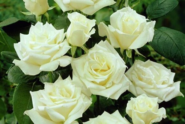 paskal-1-1.jpg Троянда Паскалі (Pascali)