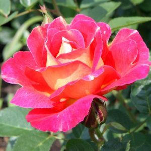 pavlinijglaz22-500x500-1-1.jpg Плетиста троянда "Павичеве око"