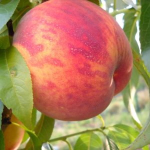 persik-posol-mira.jpg Персик Посол Миру, середній термін дозрівання