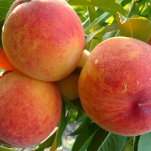 Персик Флеминг Фюрі, пізній термін дозрівання