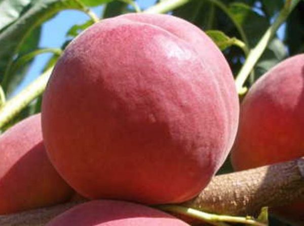 ПРЕМІУМ персик Роял Прайд - середньо-пізній сорт