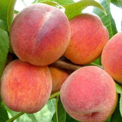 persik-vayn-gold-t3.webp Персик "Вайн Голд" середній термін дозрівання