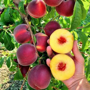 ПРЕМІУМ персик Світ Дрім - пізній термін дозрівання