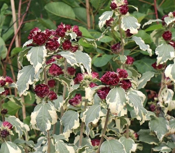 Гібіскус бордовий, ряболистий